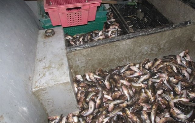 Из Азовского моря незаконно выловили рыбы на 100 тысяч гривен